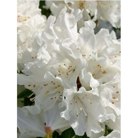 Rhododendron 'Dora Amateis' Pot de 3L/4L (1/2)