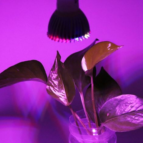 28W Vollspektrum LED-Pflanzenlampe für Blumen und Pflanzen, 85V-265V, E14 (1/5)