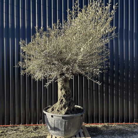 Olivier Europaea Tronc De 100/120 Cm De Diamètre Pot 500 Litres