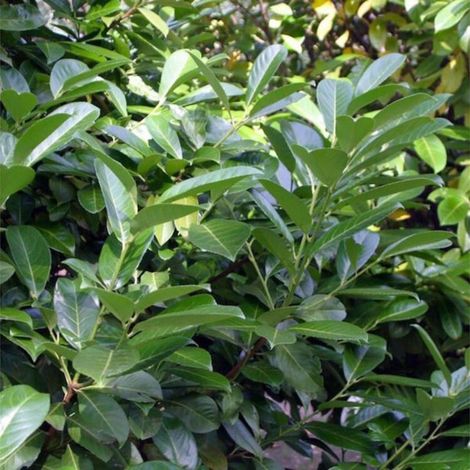 Laurier-cerise Novita - Prunus laurocerasus Novita en Pot 60/80cm