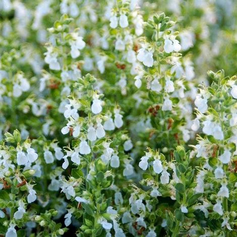 4 x Teucrium cham.  - Teucrium chamaedrys 'Alba'  - godet 9x9 cm (1/4)