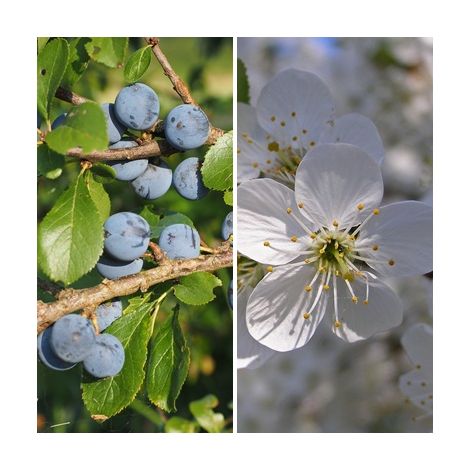 Semillas de Endrino. Prunus Spinosa. 250 Gramos