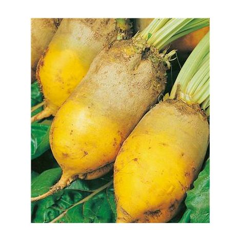 BETTERAVE JAUNE GEANTE DE VAURIAC - 1 KG - graines