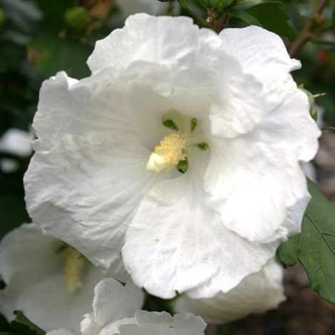 Mauve en arbre 'William R. Smith' 'William Robert Smith' - 40-60