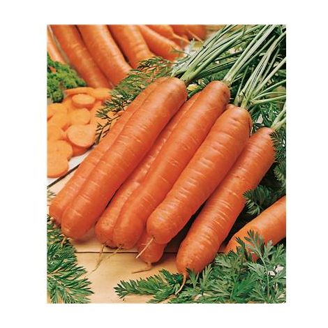 CAROTTE BOLERO HF1 - Graines de légumes - 2000 GRAINES