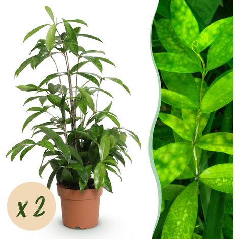 Dracaena surculosa Lot de 2 Plantes d'Intérieur Arbre à Sang de Dragon Vert Pot 17cm 60-70cm - PANGIVO (1/5)