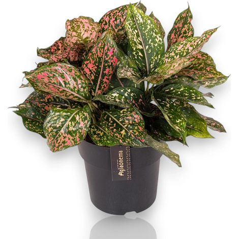 Gardenaria Aglaonema 'Pink Leopard' - Pianta da interno ornamentale - Altezza: 40 cm (vaso 12) (1/5)