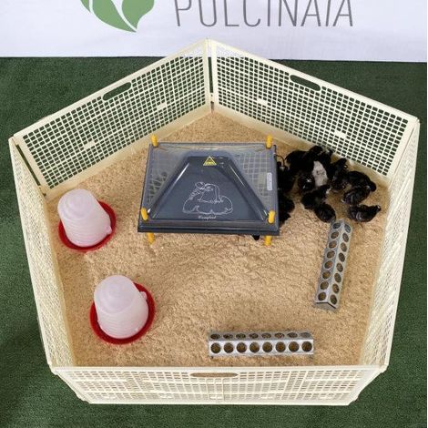 Pulcinaia per Svezzamento Pulcini Segatura Esclusa  40 Animali