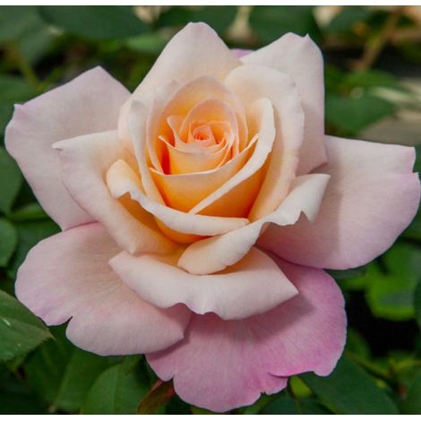Gardenaria Rosa 'Laetitia Casta' - Rosa da giardino - Altezza: 30/40 cm (vaso22) (1/2)