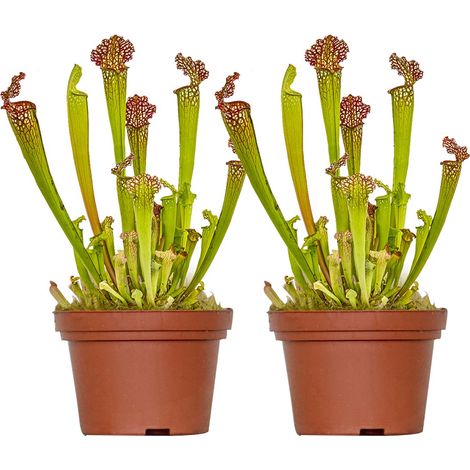Bloomique - Lot de 2 - Sarracenia Juthatip Soper - Plante Trompette - Plante Carnivore - Plantes d’intérieur - Hauteur 10-20 cm - Pot 12 cm