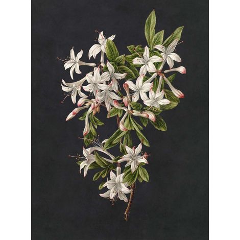 Papier peint panoramique floral fond noir Tapisserie panoramique fleurie idéale salle de bain Papier peint panoramique motif fleur blanc & vert (1/2)