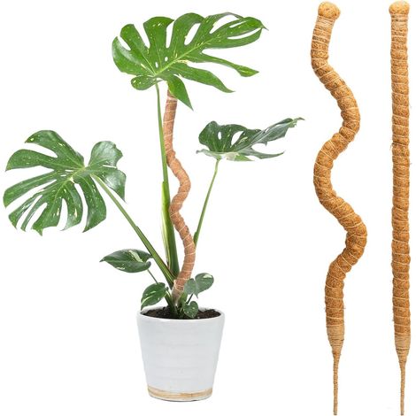 Lot de 2 piquets en mousse de 69,8 cm pour support de plantes Monstera en fibre de coco pour petites plantes grimpantes en pot à pousser vers le haut (1/5)