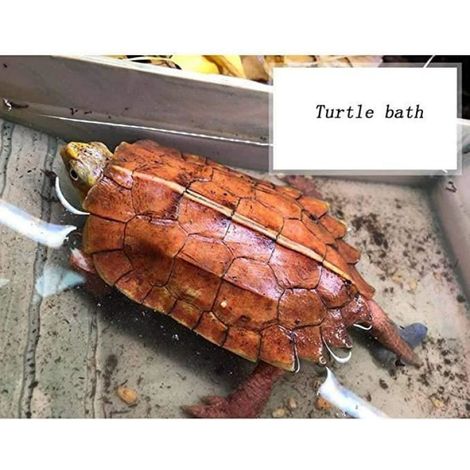 Plastique grande tortue Reptile boîte tortue d'eau échelle tonneau bassin grenouille cornue lézard serpent bassin, Grain de bois, (1/4)