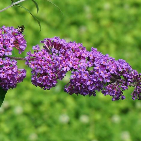 Arbre aux papillons bleu Empire Blue, Buddleia/Pot de 7,5L - 60/80 cm
