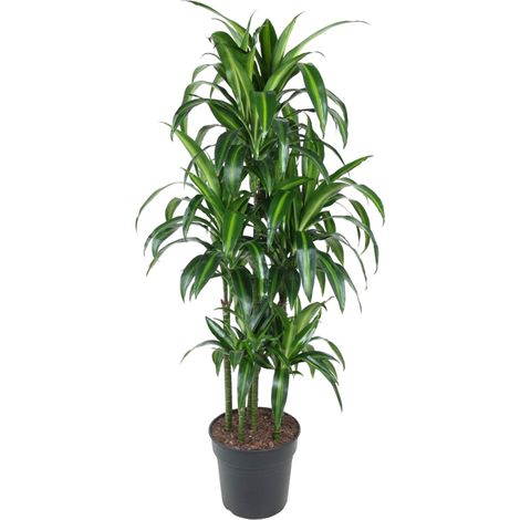 Dracaena Hawaiiana Carrousel - Plante Verte d'Intérieur - Feuilles Brillantes - 150 cm - ø31 cm - PANGIVO (1/4)