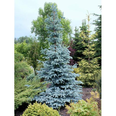 Abete Blu Argentato "Picea Pungens Kosteriana Hoopsii" in mastello h. 100/120 cm (1/5)