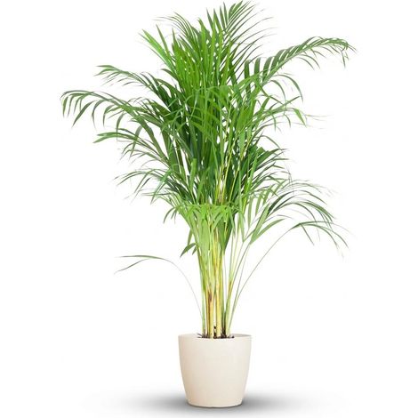 Palmier Areca Dypsis Plante d'Intérieur Purificatrice d'Air avec Pot Blanc 100 cm Ø21 cm - PANGIVO (1/4)
