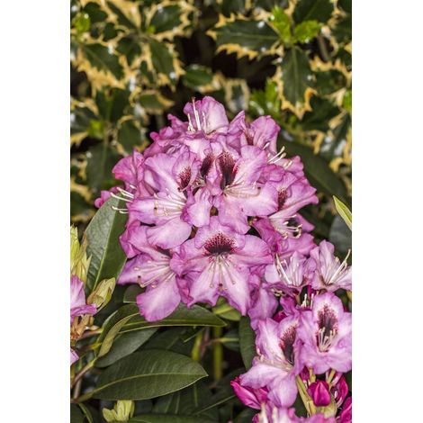 Rhododendron-Hybride 'Kokardia'® Rhododendron Hybr.'Kokardia' -R- C 5 30- 40 (1/2)