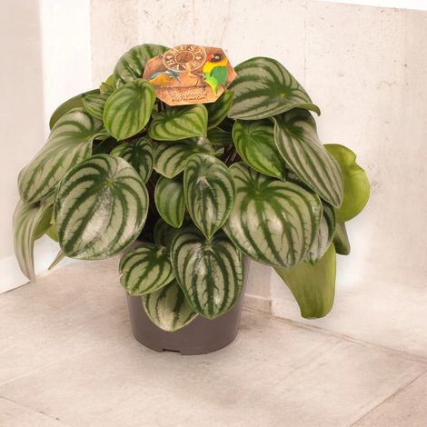 Gardenaria Peperomia argyreia - Pianta da interno ornamentale - Altezza: 20 cm (vaso 12) (1/5)
