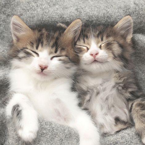 Duni Servietten Sleepy Cats 33 x 33 cm - 20er Pack