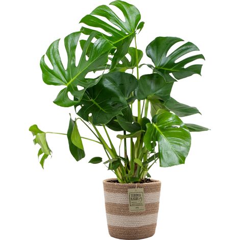 Bloomique - Monstera Deliciosa - Monstera - Plante d’intérieur - Dépolluante - Facile à entretenir - Hauteur 70-80 cm - Panier en jute 21 cm