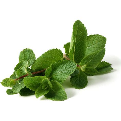 Semi di Menta piante per orto e giardino coltivazione domestica e professionale