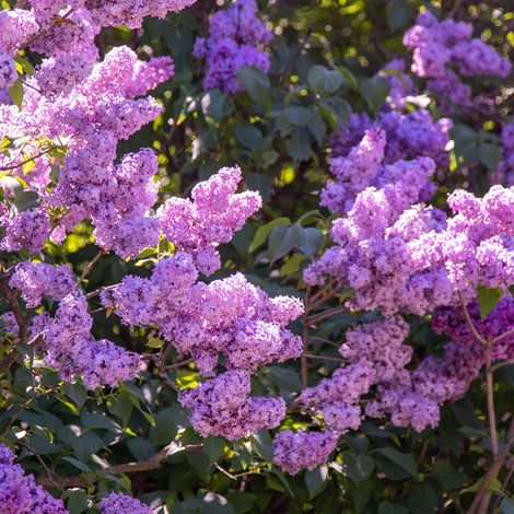 Gardenaria Lillà - Syringa vulgaris - Arbusto ornamentale da giardino - Altezza: 100/110 cm (vaso 22) (1/2)