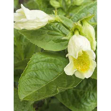 Weigélia de middendorf Pot de 3L/4L (1/5)