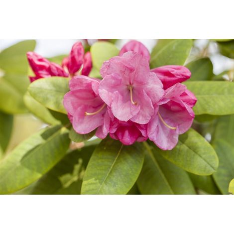 Rhododendron 'Gartendirektor Glocker' Rhododendron williams.'Gartendir. Glocker' C5 30- 40