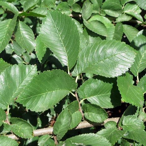 Ulmus minor - Orme champêtre Pot de 7,5L/10L