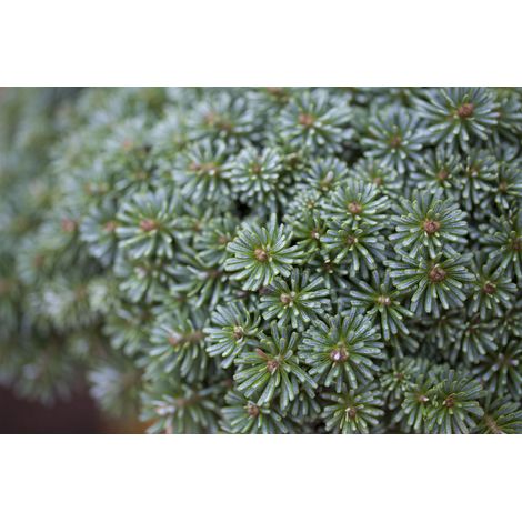 Koreatanne 'Tanja' Abies koreana Tanja' C 30 80- 100