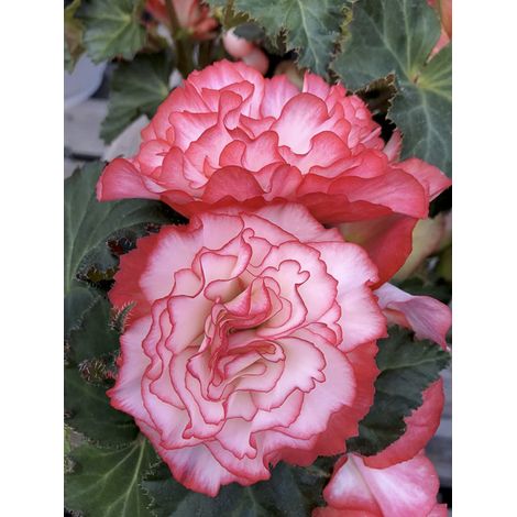 Bégonia 'Non-Stop Rose Petticoat F1' le sachet de 20 graines (1/2)