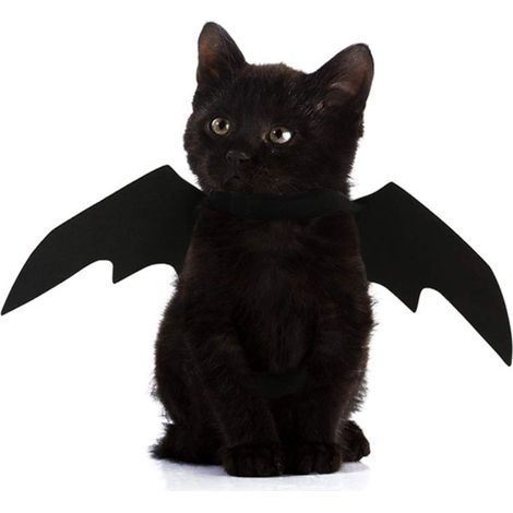 Ailes de chauve-souris pour animaux de compagnie, costume de chauve-souris pour chat ou chien (1/5)