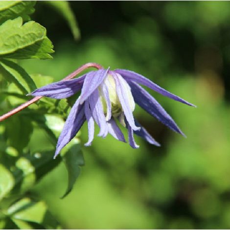 Clématite - Clematis alpina 'Frances Rivis' - 50-60 cm pot