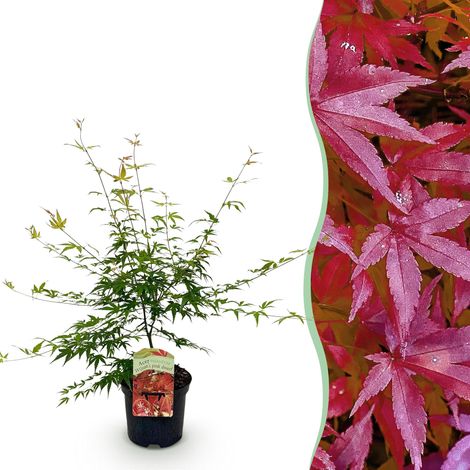 Érable Japonais Acer palmatum Pink Dwarf - Plante de Terrasse et Jardin - Rose - Pot 19cm H70cm - PANGIVO (1/5)