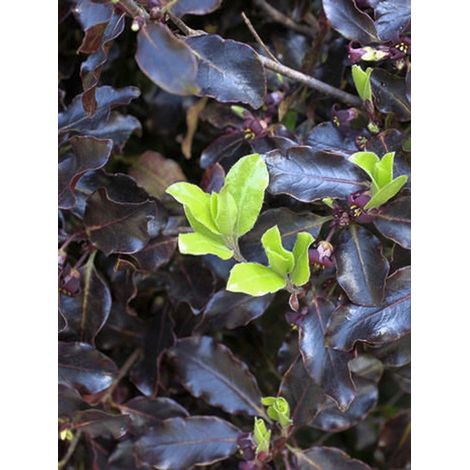 Pittosporum à petites feuilles 'Tom thumb' Pot de 2L/3L
