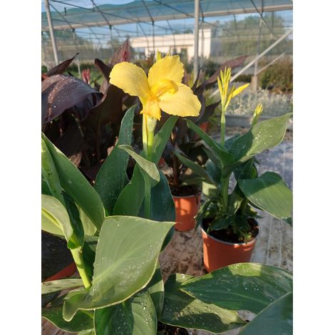 Canna X Generalis Tropical Yellow