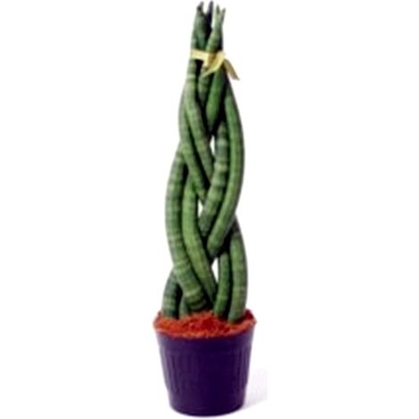 Planta Natural Sansevieria Cylindrica Trenzada