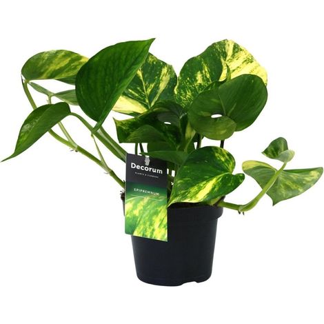 Scindapsus Aureum Plante d’intérieur Feuillage retombant vert Pot 12 cm Hauteur 25 cm - PANGIVO (1/4)