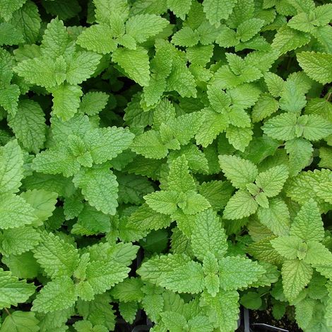 4 x Mélisse citronnelle - Melissa officinalis  - godet 9x9 cm
