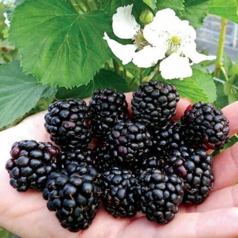 Mora More senza spine "Rubus fruticosus" frutti di bosco pianta in vaso 9x9 cm (1/4)