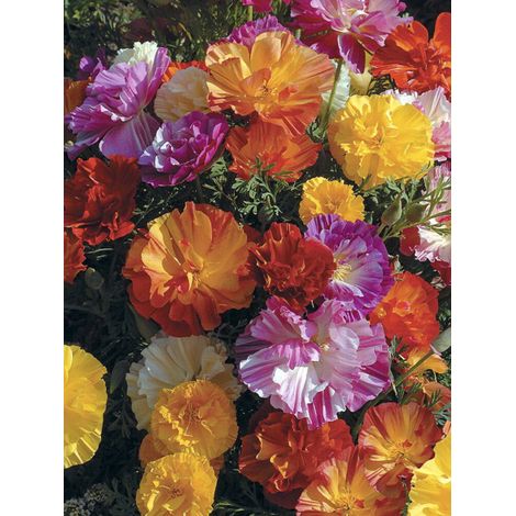 Pavot de Californie 'Jelly Beans' le sachet de 100 graines (0,2g) (1/2)