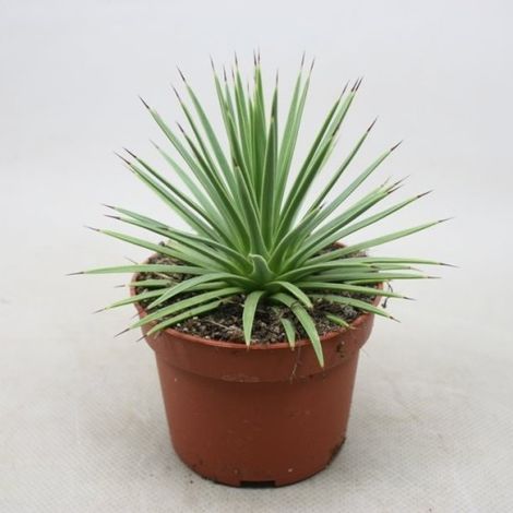 Agave Stricta Nana in Vaso 13 cm, Succulenta Ornamentale Compatta e Resistente