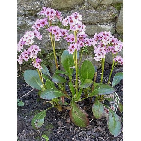 Bergénia 'Pink Dragonfly' Godet de 8/9 cm (1/2)