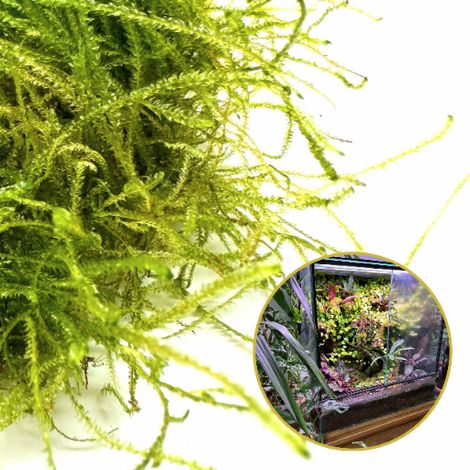 Muschio vivo in vitro Muschio vivo naturale per terrario Taxiphyllum Bogor Moss