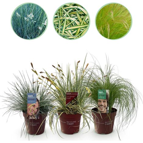 Lot de 3 Graminées Ornementales Persistantes Bleu Jaune Vert Pot Ø 17cm Hauteur 50cm - PANGIVO (1/5)
