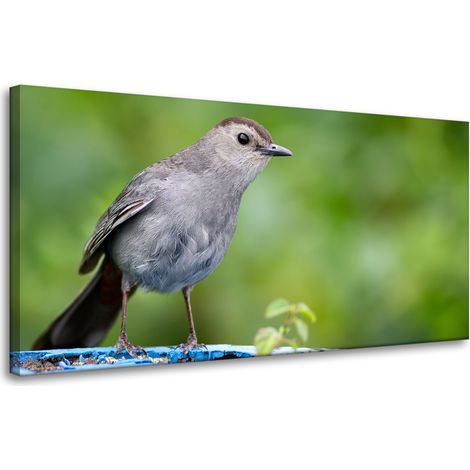 Leinwanddruck Tiere Sitzender Vogel 80x40