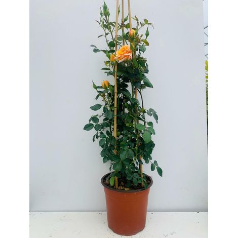 PIANTA  DI ROSA RAMPICANTE IN VASO CM 22 (foto reali) colori assortiti