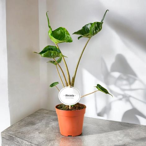 Gardenaria Alocasia stingray - Pianta da interno ornamentale - Altezza: 25 cm (vaso 12) (1/5)