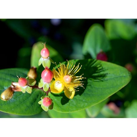 Semillas de Sanalotodo. Hypericum Androsaenum. 10 Gramos
